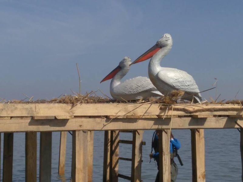 Со скулптури се привлекуваат пеликаните во нивниот нов дом