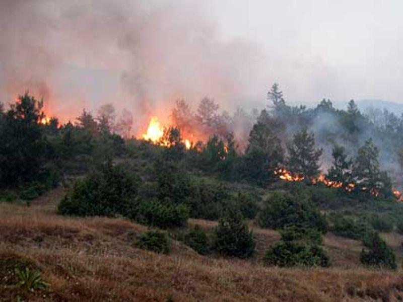 Во неколку пожари изгорена дабова и борова шума