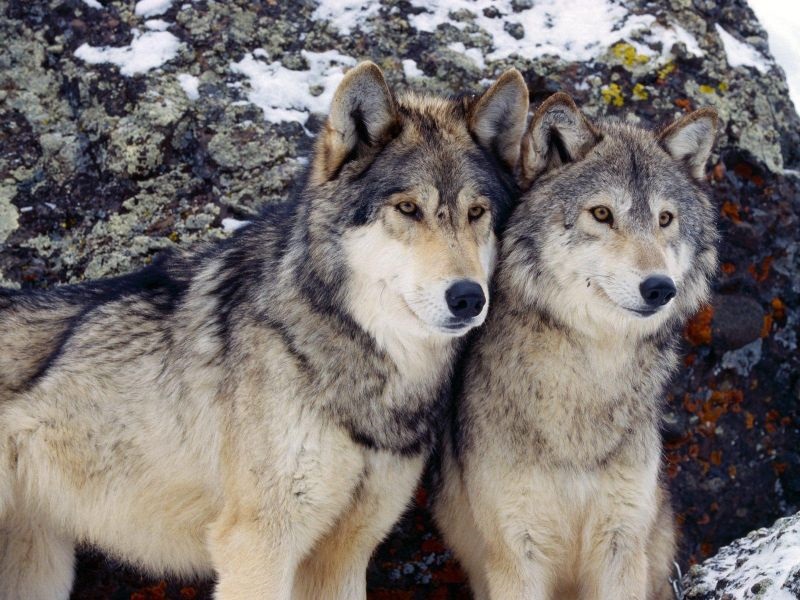 Се повлекува заштитата на волците во делови од САД