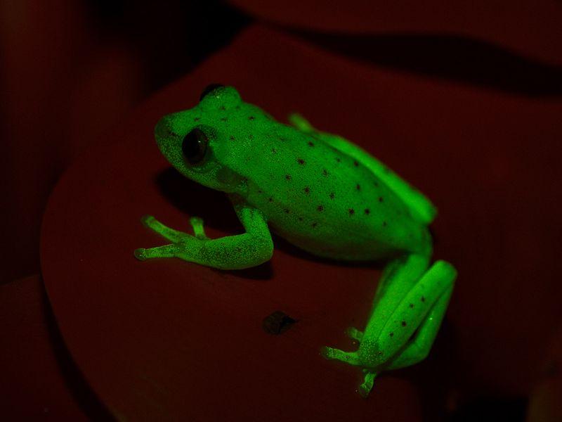 Научници открија флуоросцентна жаба 