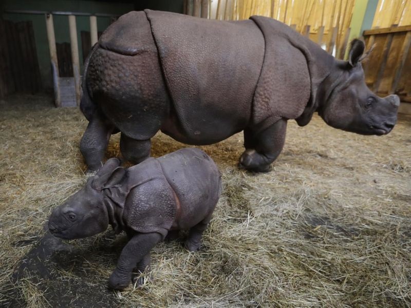 Чешка Зоолошка градина ќе ги сече роговите на носорозите