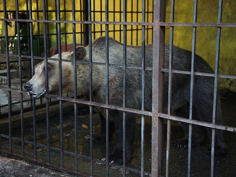 Албанија бара пари за да ги згрижи заробените мечки