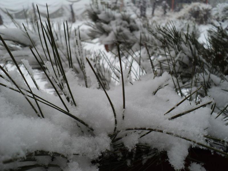 Најмногу снег во Лазарополе, утре уште посилни врнежи