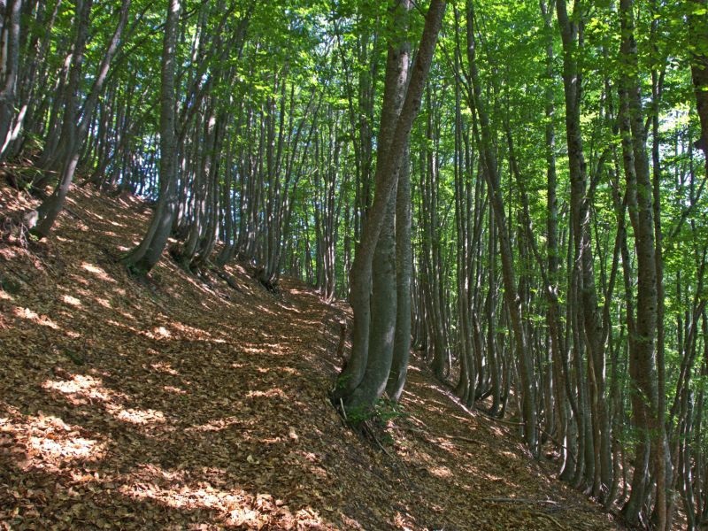 Намалено шумското производство на крајот од минатата година