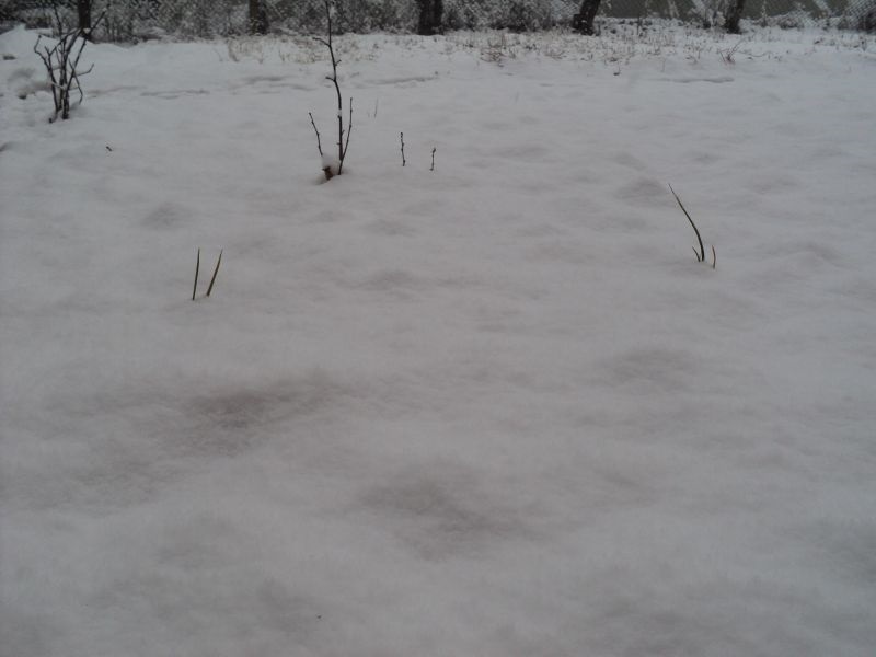 Во Маврово 74 сантиметри снег, во Берово минус 19 степени