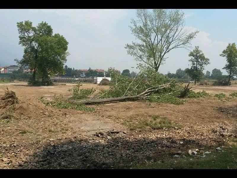 Еко-герила: ќе запре ли масакрирањето на дрвјата во Тетово?