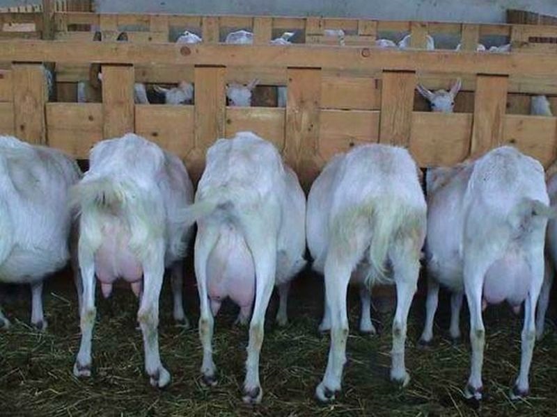 Глутница кучиња усмртиле кози во Тетовско