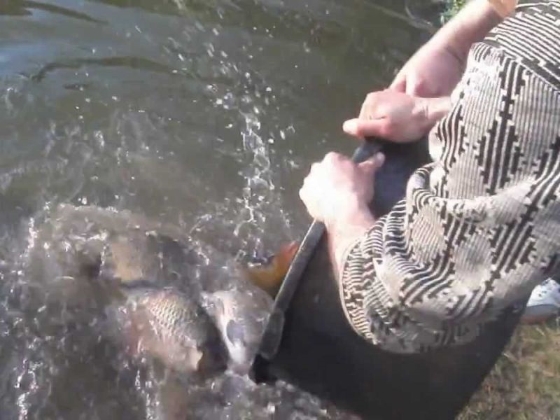 Мавровско Езеро и Радика порибени со 15 илјади парчиња поточна пастрмка