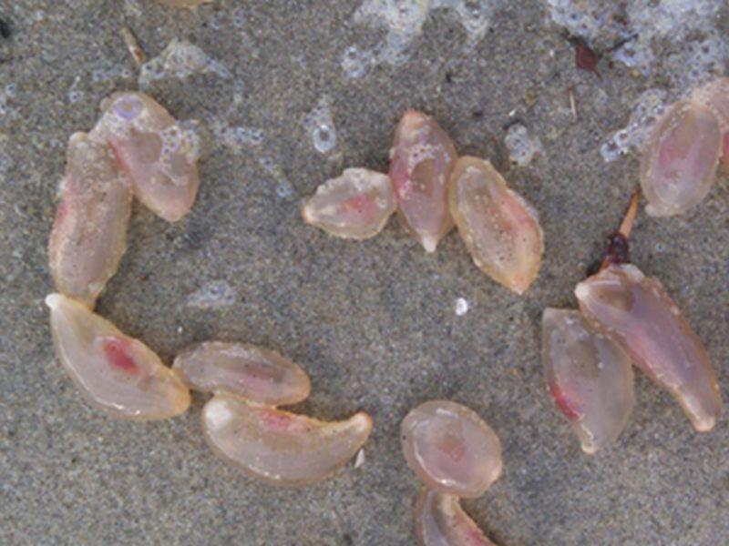 На калифорнискиот брег испливаа „мистериозни“ желатински суштества 