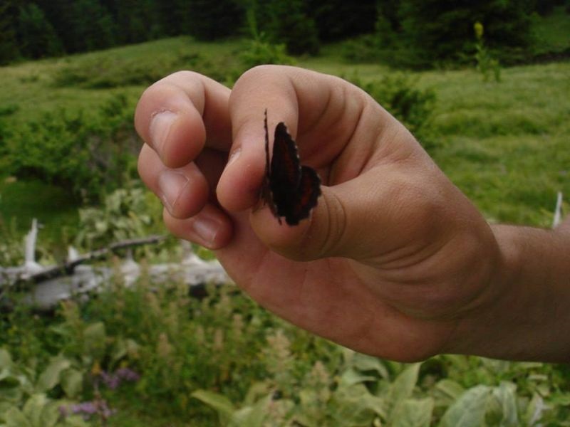 Научници утврдиле колку инсекти мигрираат годишно: 3.200 милијарди
