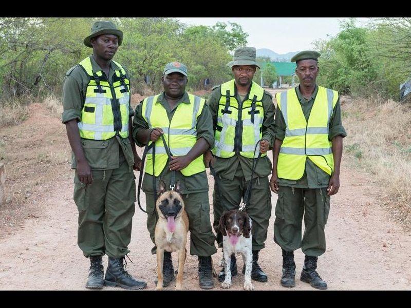 Кучиња во Танзанија намирисуваат шверц на слонова коска