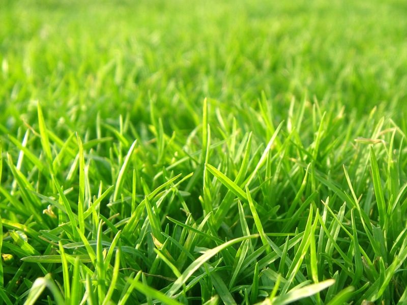 Научниците слушаат како расте тревата