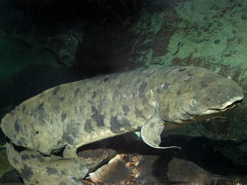 Најстарата риба во аквариум е еутанизирана