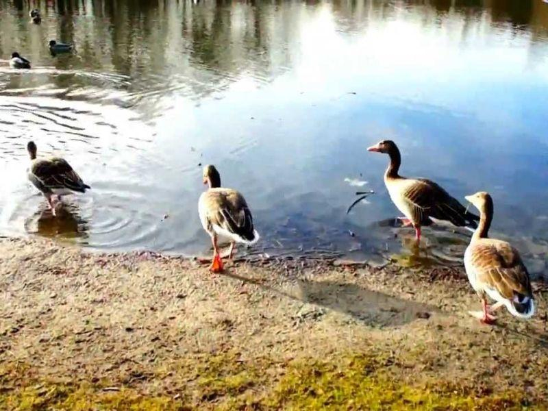 Диви патки во Австрија угинале од птичји грип