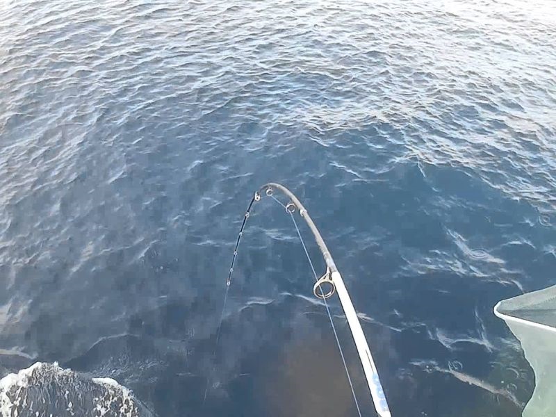 Дански риболовци повикани да ловат пастрмки избегани во морето