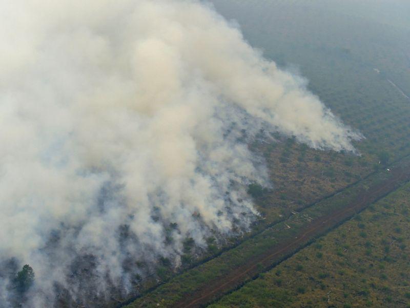 Фатва од исламски совет за шумските пожари во Индонезија