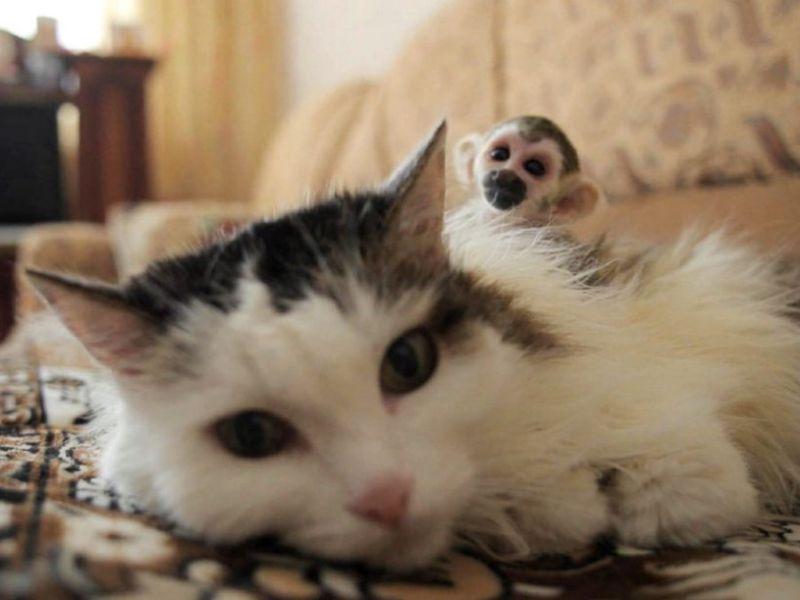 Мачка посвои мајмунче во Русија