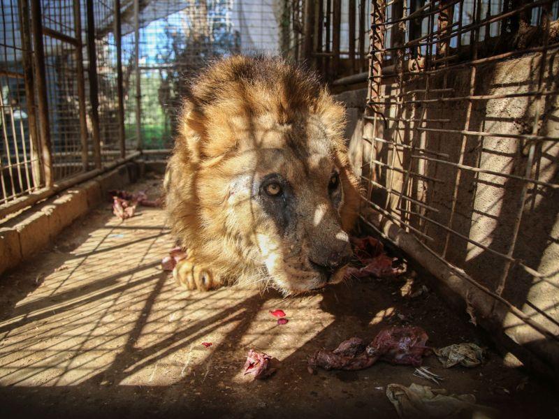 Хуманитарци ги спасиле животните од зоолошка градина во Газа