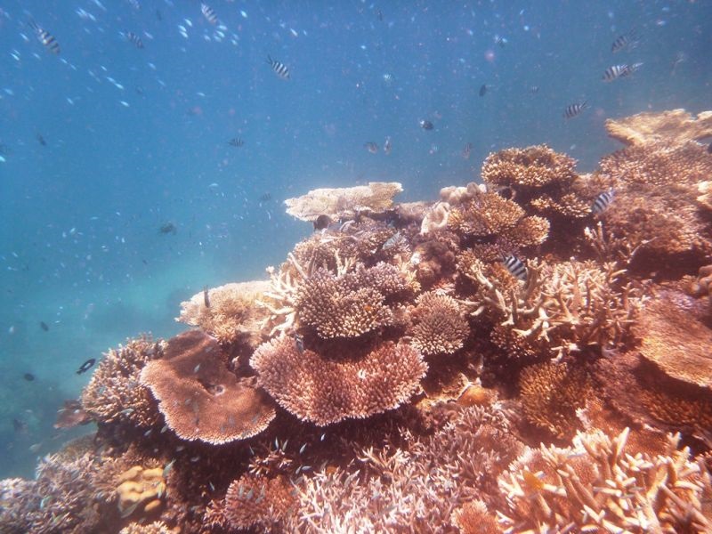 Големиот корален гребен се повеќе бледее