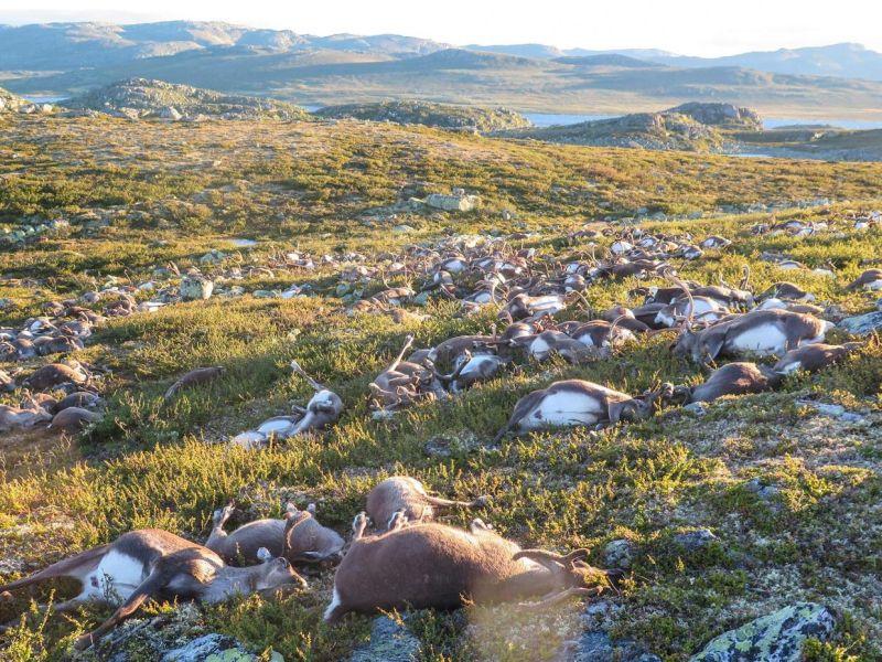 Гром утепал 323 ирваси во Норвешка