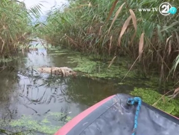 ТВ21: Езеро со мртви животни - еколошка бомба