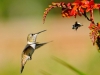Птиците и пчелите имаат совесност како и луѓето