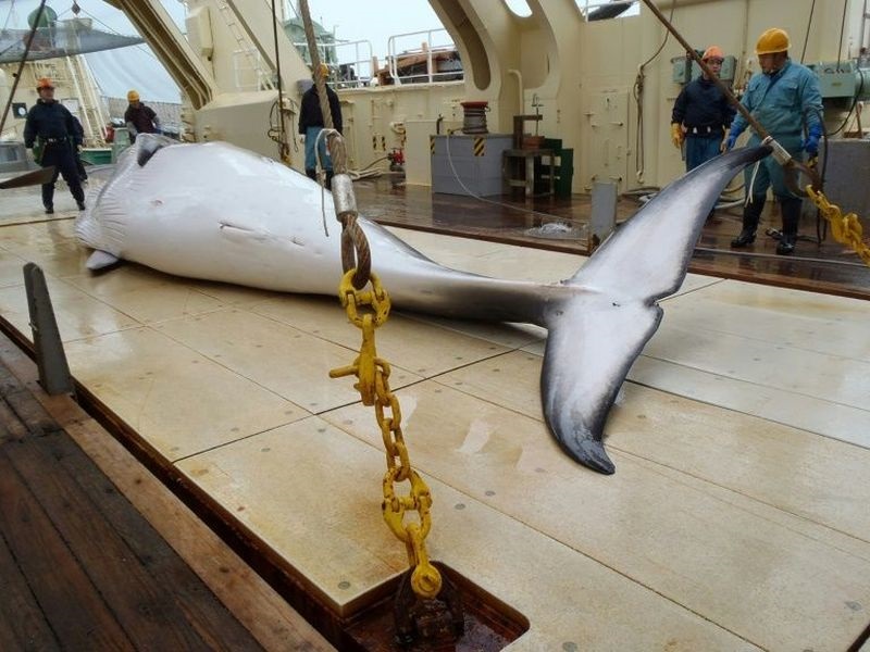 Јапонската флота уловила 333 китови кај Антарктикот