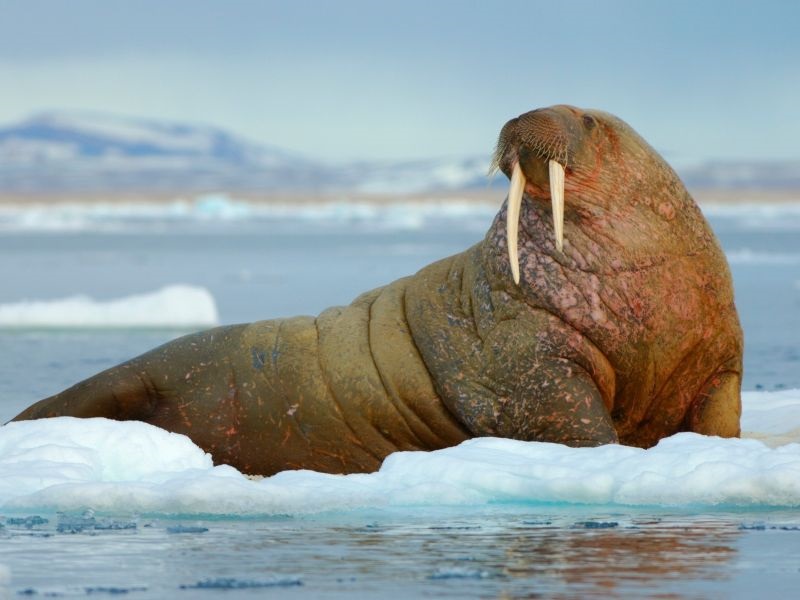 На атлантскиот морж и ирвасот карибу им претсоти опасност од изумирање