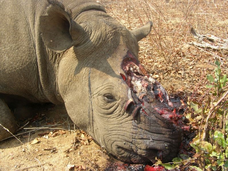 Јужна Африка ќе го ограничи извозот на рогови од носорог