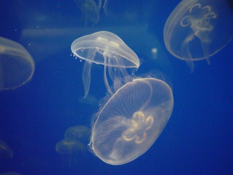 Научниците ја решија дилемата: медузите се најстари животни