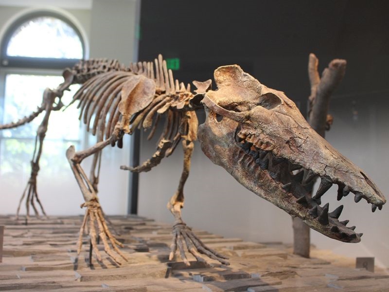Научниците се залагаат за ревизија на семејното стебло на диносаурусите
