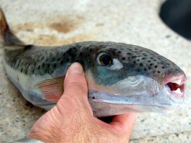 Во Грција уловена опасна риба чиј отров може да убие 30 луѓе