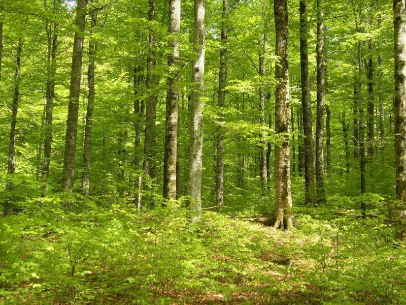 Меѓународна инспекција на бугарските шуми предложени за УНЕСКО
