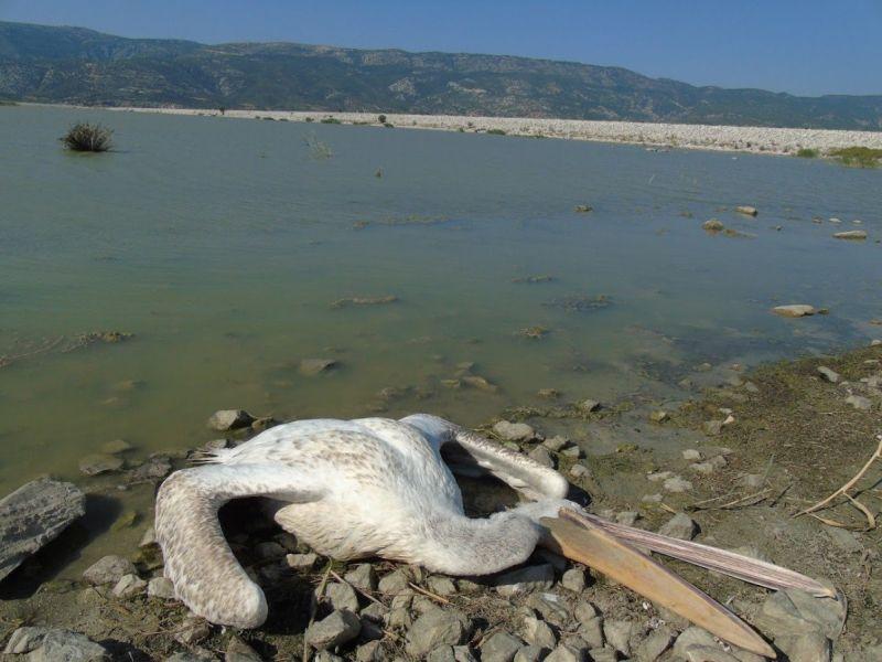 Помор на птици во грчкото езеро Карла