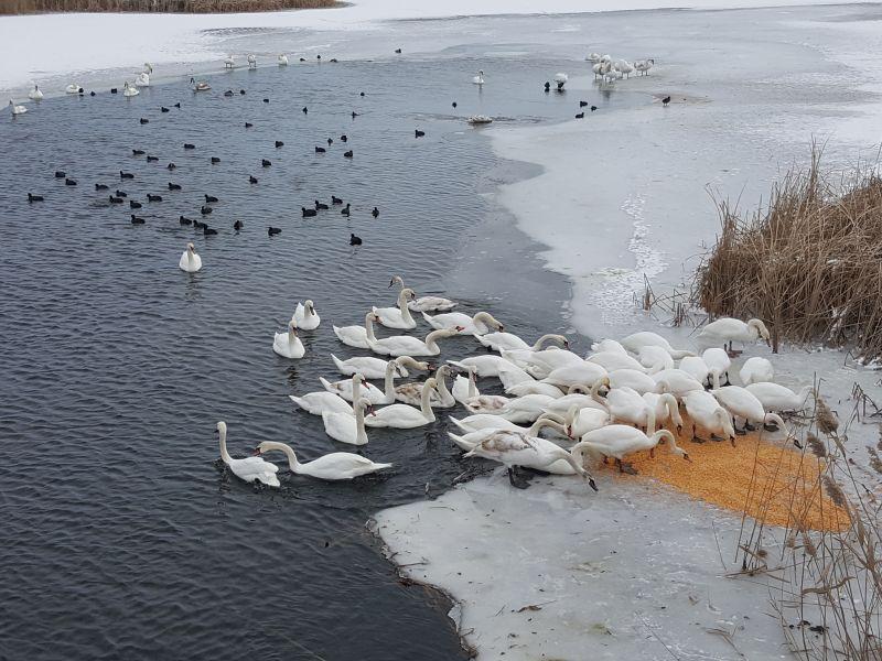 Во Србија почнува зимскиот попис на водните птици