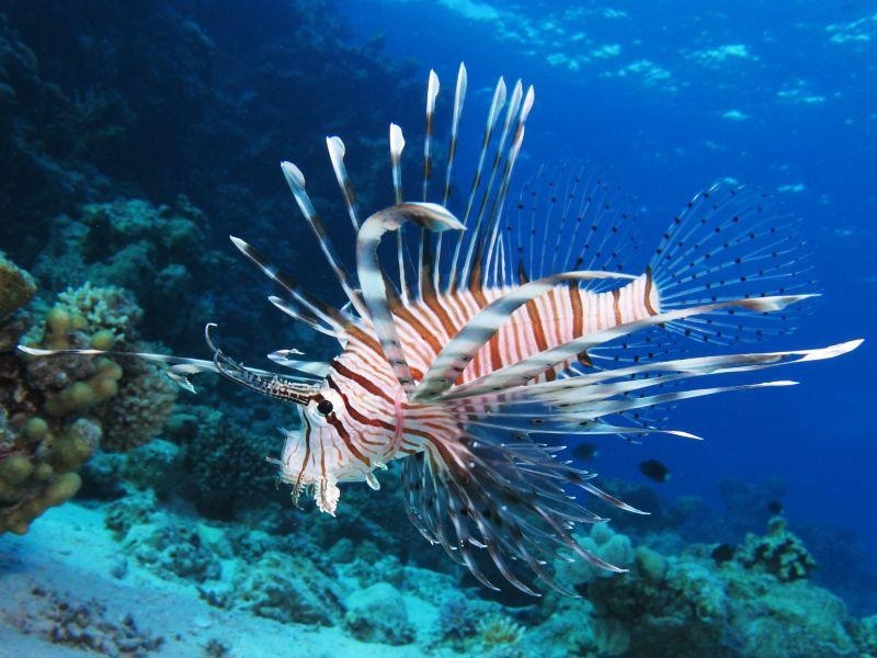 Отровни риби околу Крит