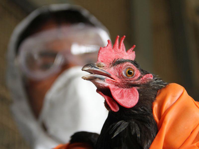 АХВ ги засили мерките по информациите за птичји грип во регионот 