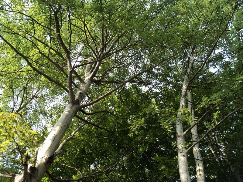 За 30 отсто зголемена испораката на огревно дрво во Делчево