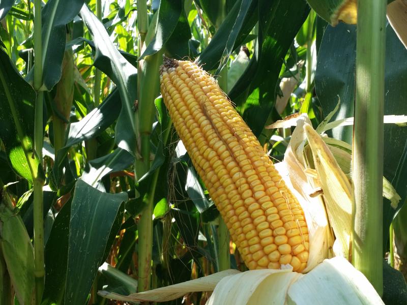 Со „капка по капка“ приносите на пченка зголемени за 124 отсто