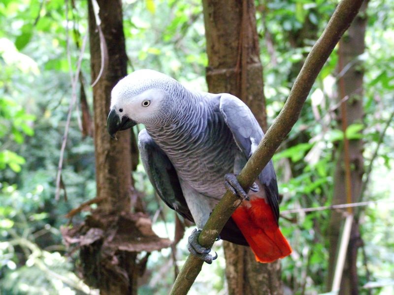 Забранета трговијата со сите африкански папагали