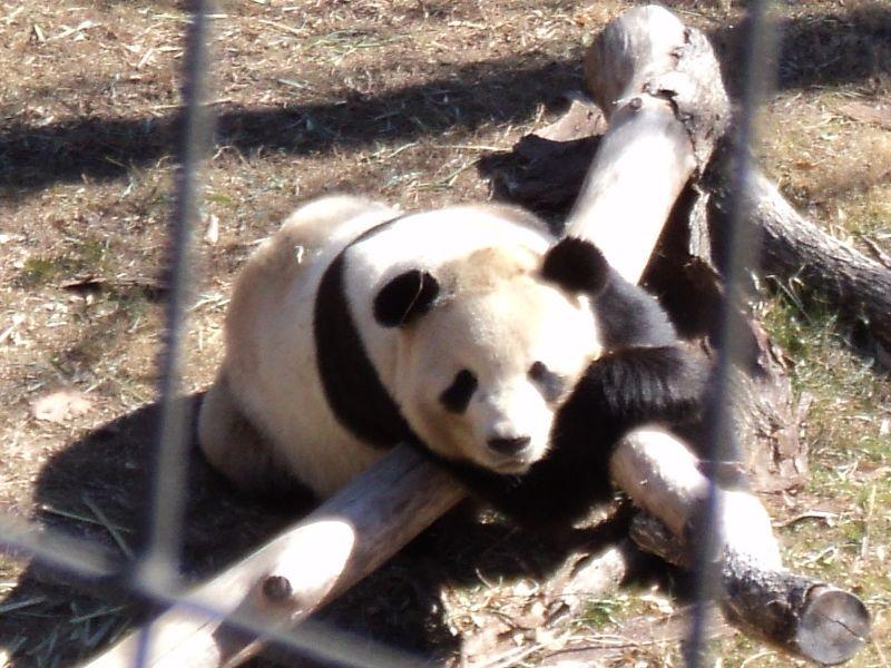 Пандата во Зоолошката градина во Атланта повторно роди близнаци 