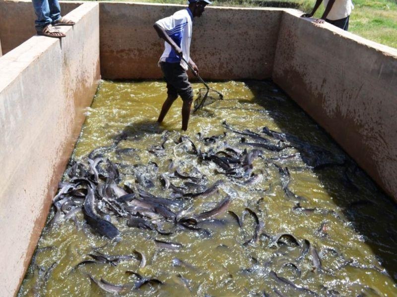 Соочени со суша, фармерите во Кенија прават рибници за сомови