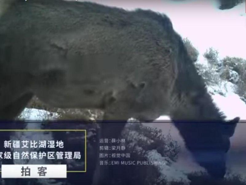 Во Кина снимено мистериозно животно (видео)
