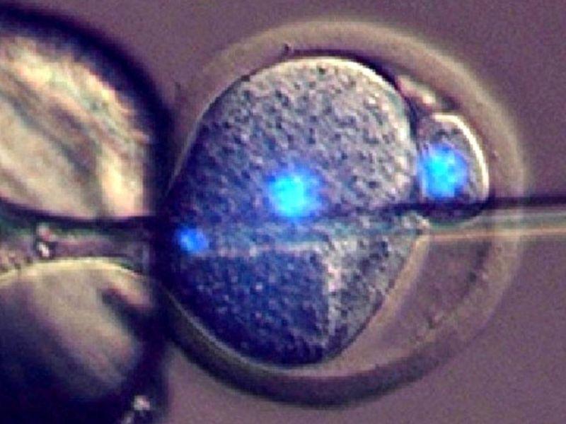 Научниците тестираат оплодување без јајцеклетка