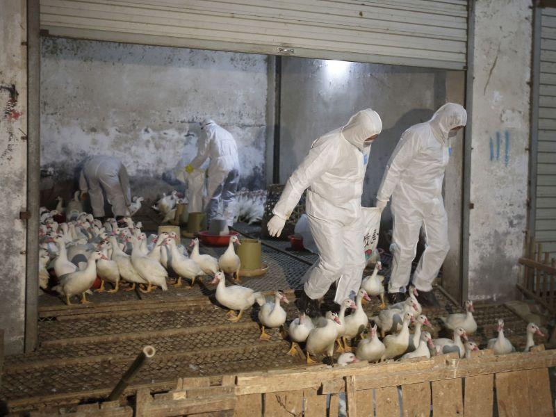 Највисоко ниво на тревога во Јужна Кореја поради епидемија на птичји грип 