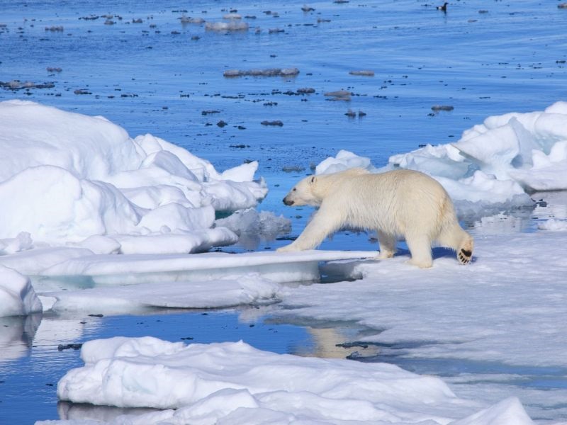 Мразот на Арктикот на најниско ниво во последните 38 години