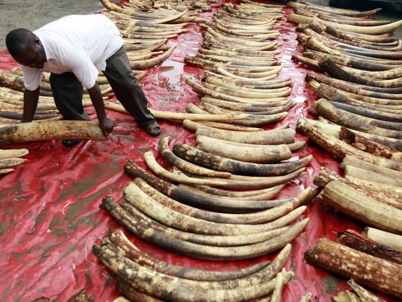 Во Уганда запленета слонова коска