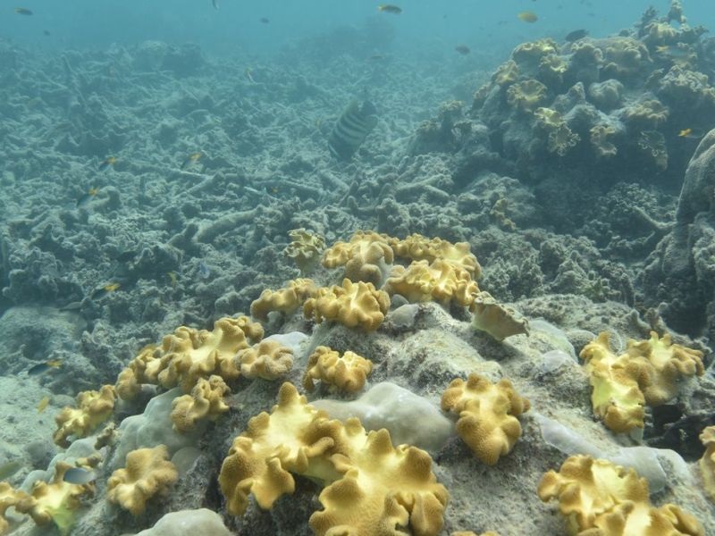 Делови од Големиот корален гребен се целосно уништени