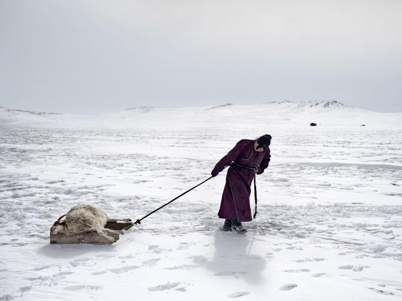 Добитокот во Монголија масовно умира од студ на минус 50 степени