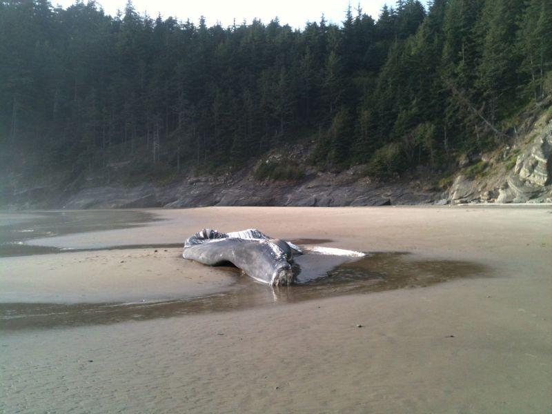 Заштитен кит најден мртов во рибарска мрежа во САД